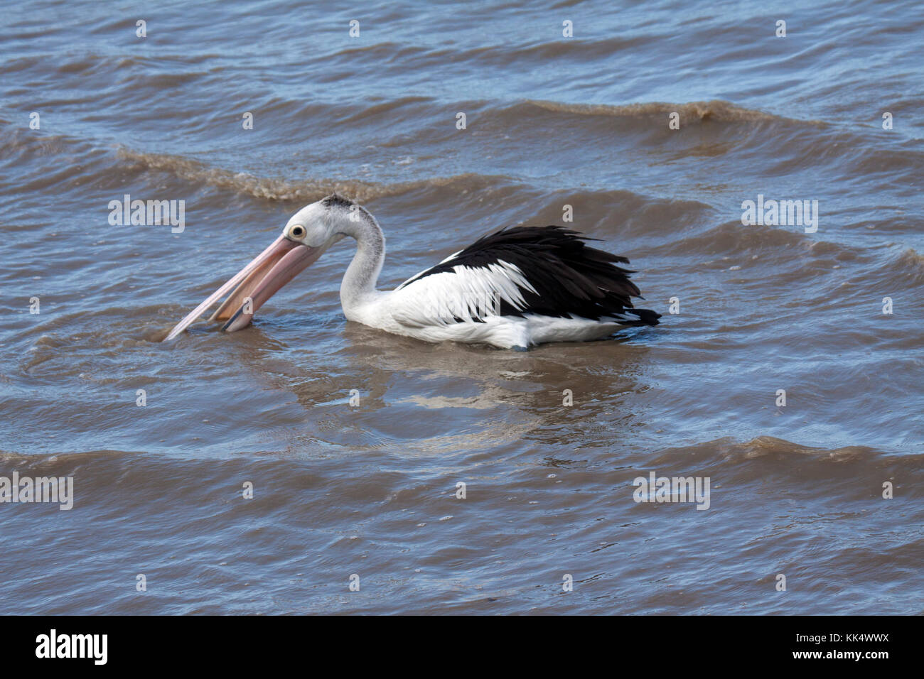 Australian pelican mit ihren fleischigen Tasche Beute im seichten Wasser an der Küste zu erfassen Cairns Queensland Australien Stockfoto