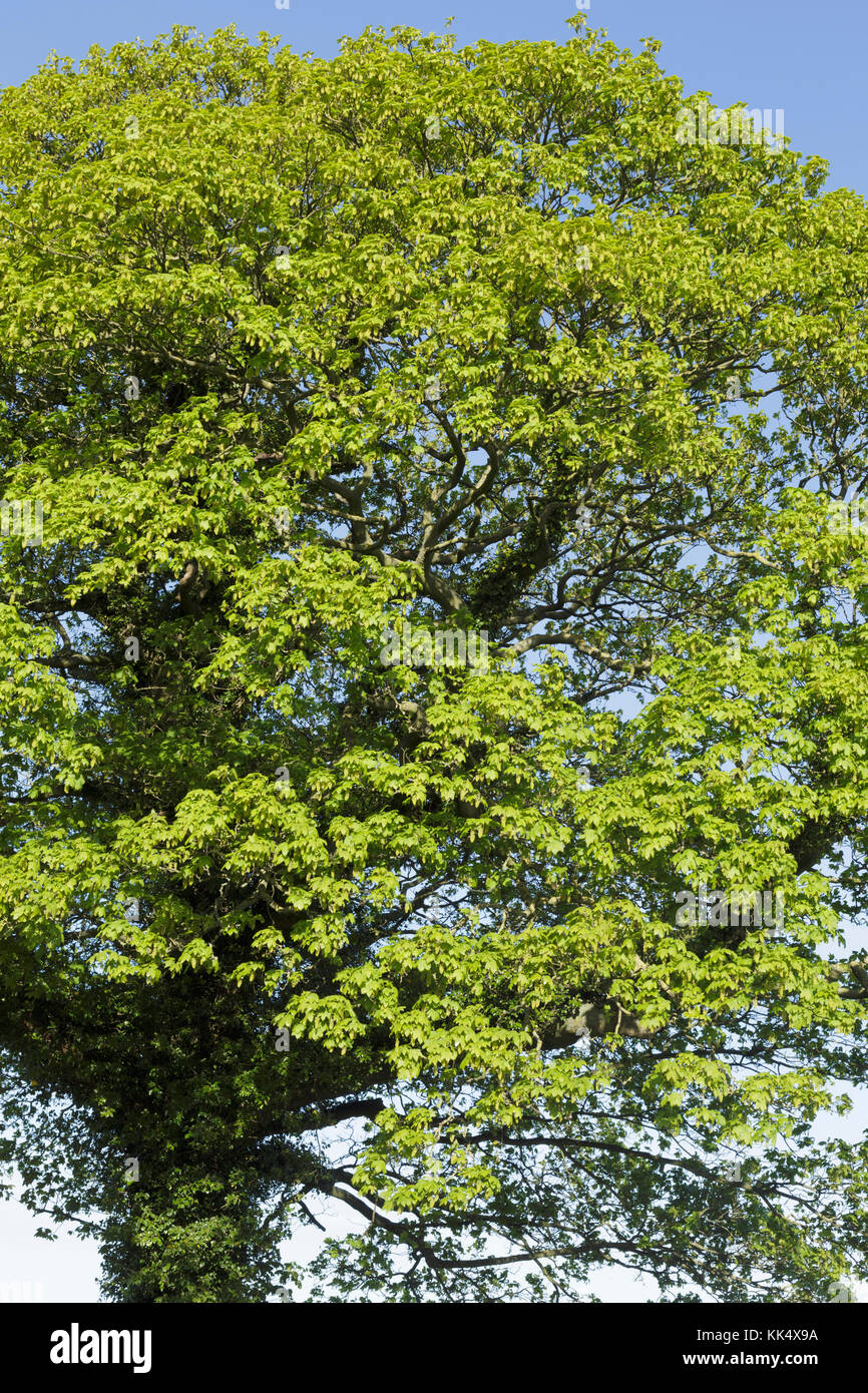 Bergahorn (Acer pseudoplatanus) Blätter im Frühjahr, West Yorkshire, England, April Stockfoto