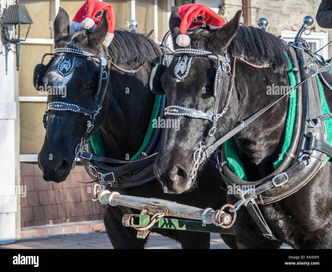 Weihnachten arbeit Pferde Schlittenfahrt Stockfoto