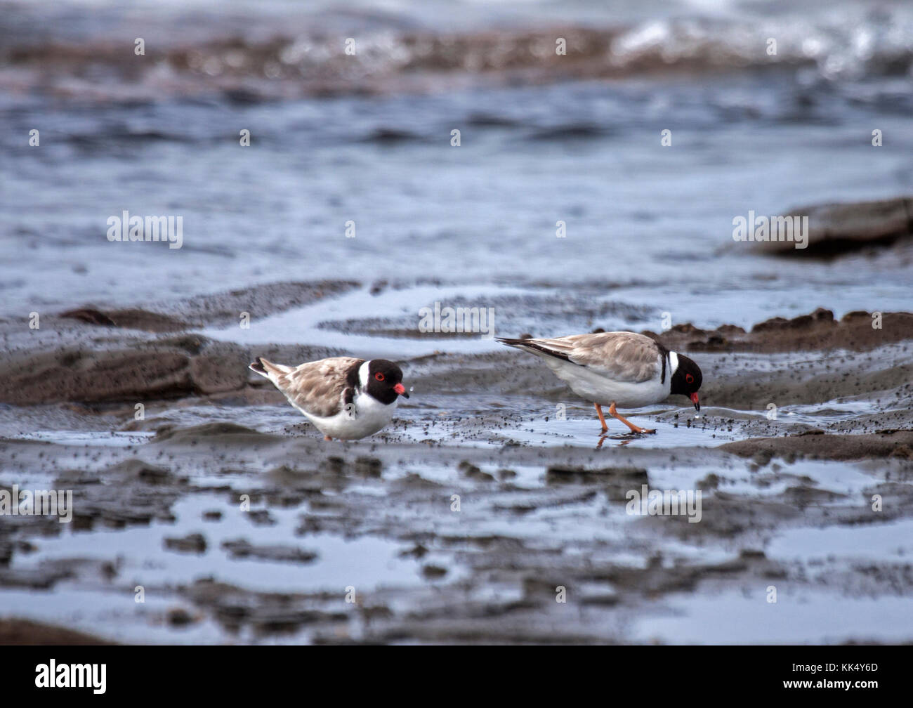 Hooded Regenpfeifer Fütterung auf Seashore in Victoria, Australien Stockfoto