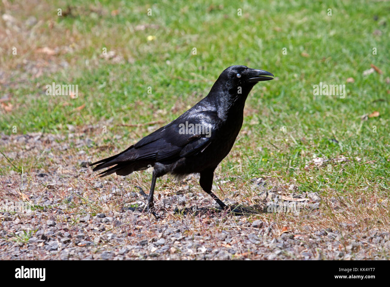 Little raven in Victoria, Australien Stockfoto