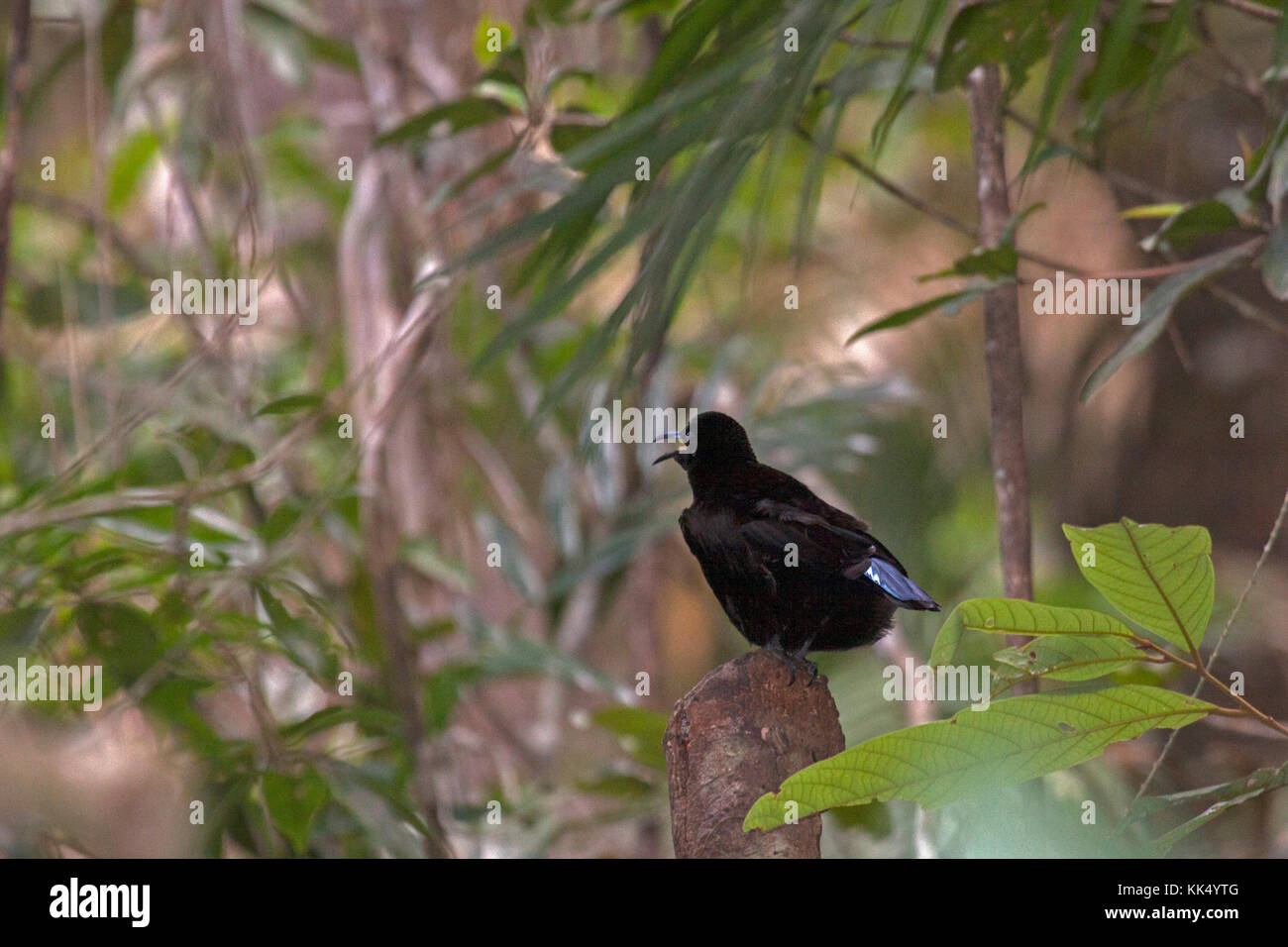 Victorias riflebird Aufruf von der Oberseite der Anzeige barsch auf gebrochene Baum in den feuchten Tropen Queensland Australien Stockfoto