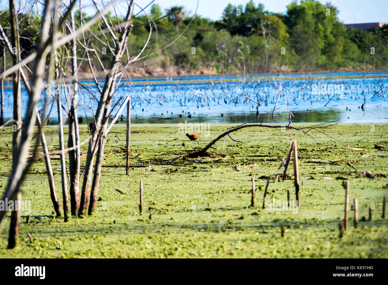 Sumpf Landschaft in Puerto Madero, Natur und Wasser. Stockfoto