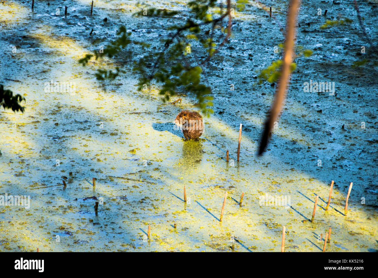 Ein Biber in der Landschaft von Swamp in Puerto Madero, Natur und Wasser. Stockfoto