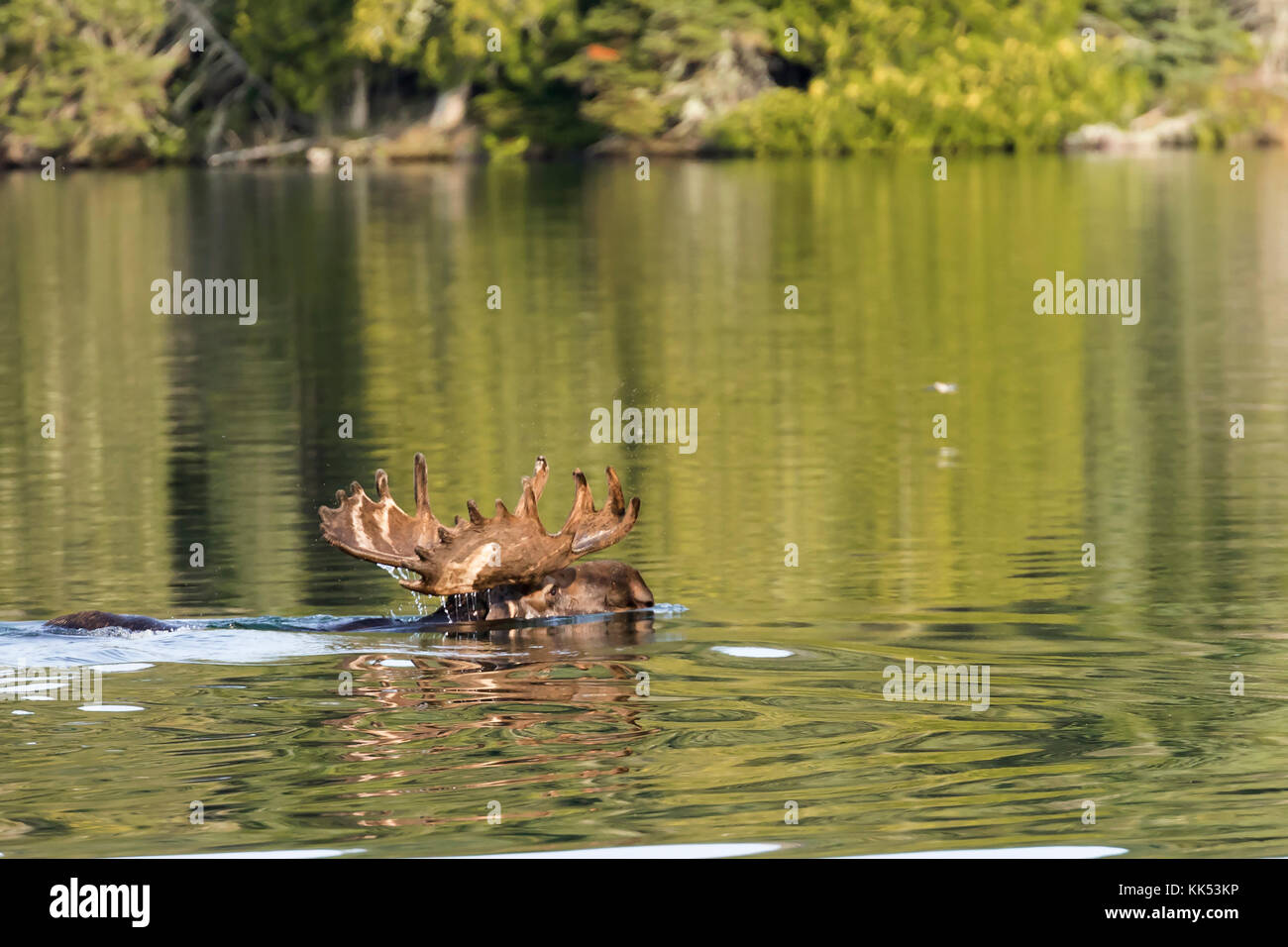 Elch (alces alces) Schwimmen in Tobin Hafen, Isle Royal National Park, Lake Superior Stockfoto