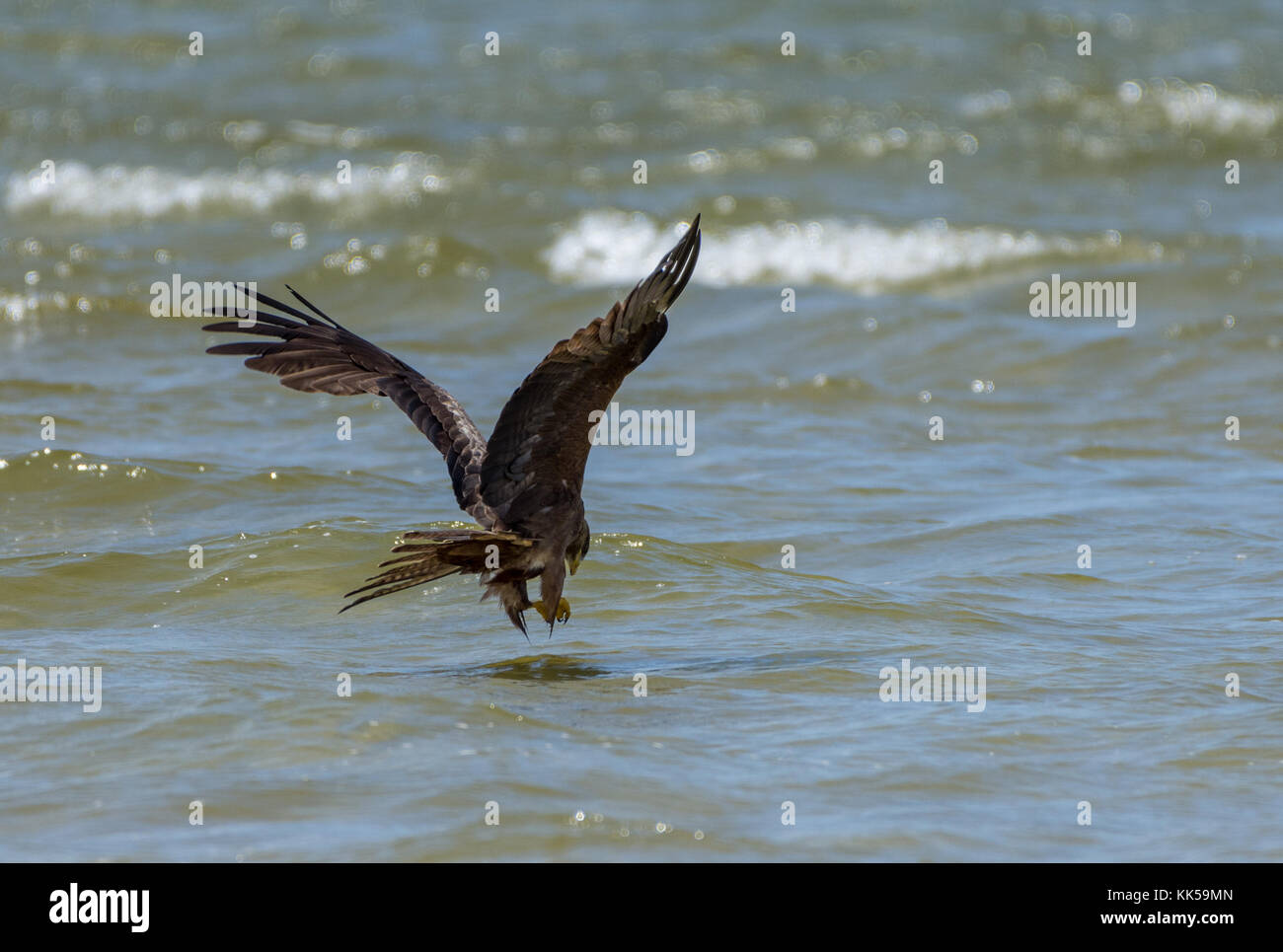 Ein schwarzer Milan (MILVUS MIGRANS), oder gelb-billed Kite, den Fang von Fischen im See ampitabe. Madagaskar, Afrika. Stockfoto