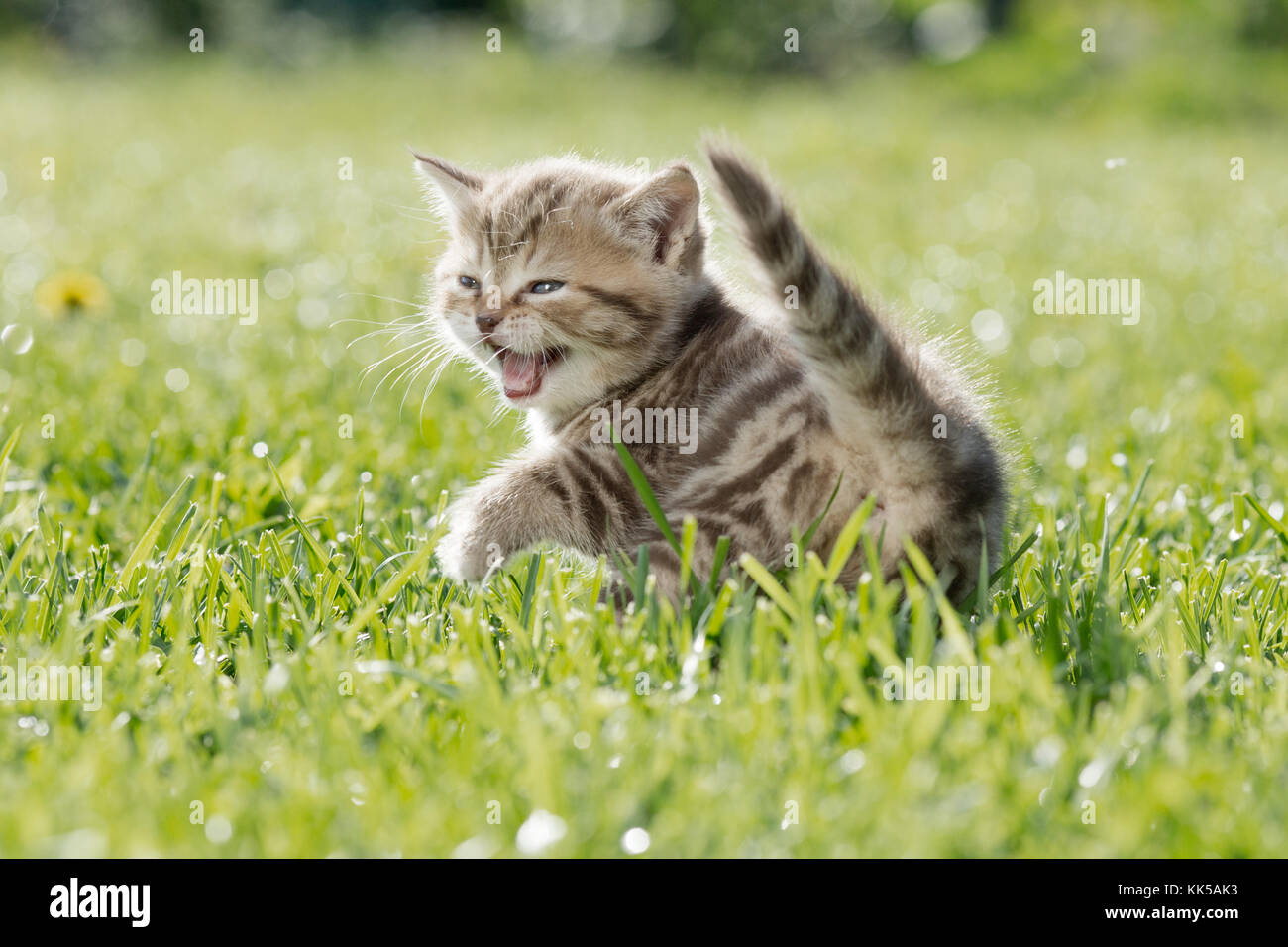 Junge Katze oder Kätzchen miauen im grünen Gras Stockfoto