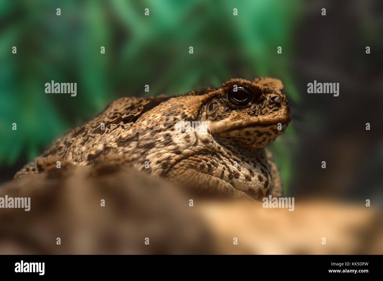 Cane toad oder rhinella Marina in der Nähe Stockfoto