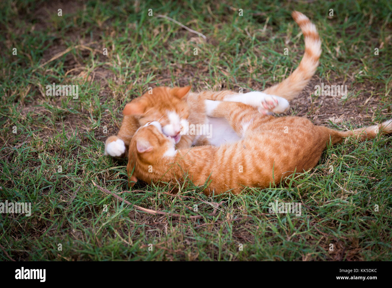 Zwei rote Kätzchen Stockfoto