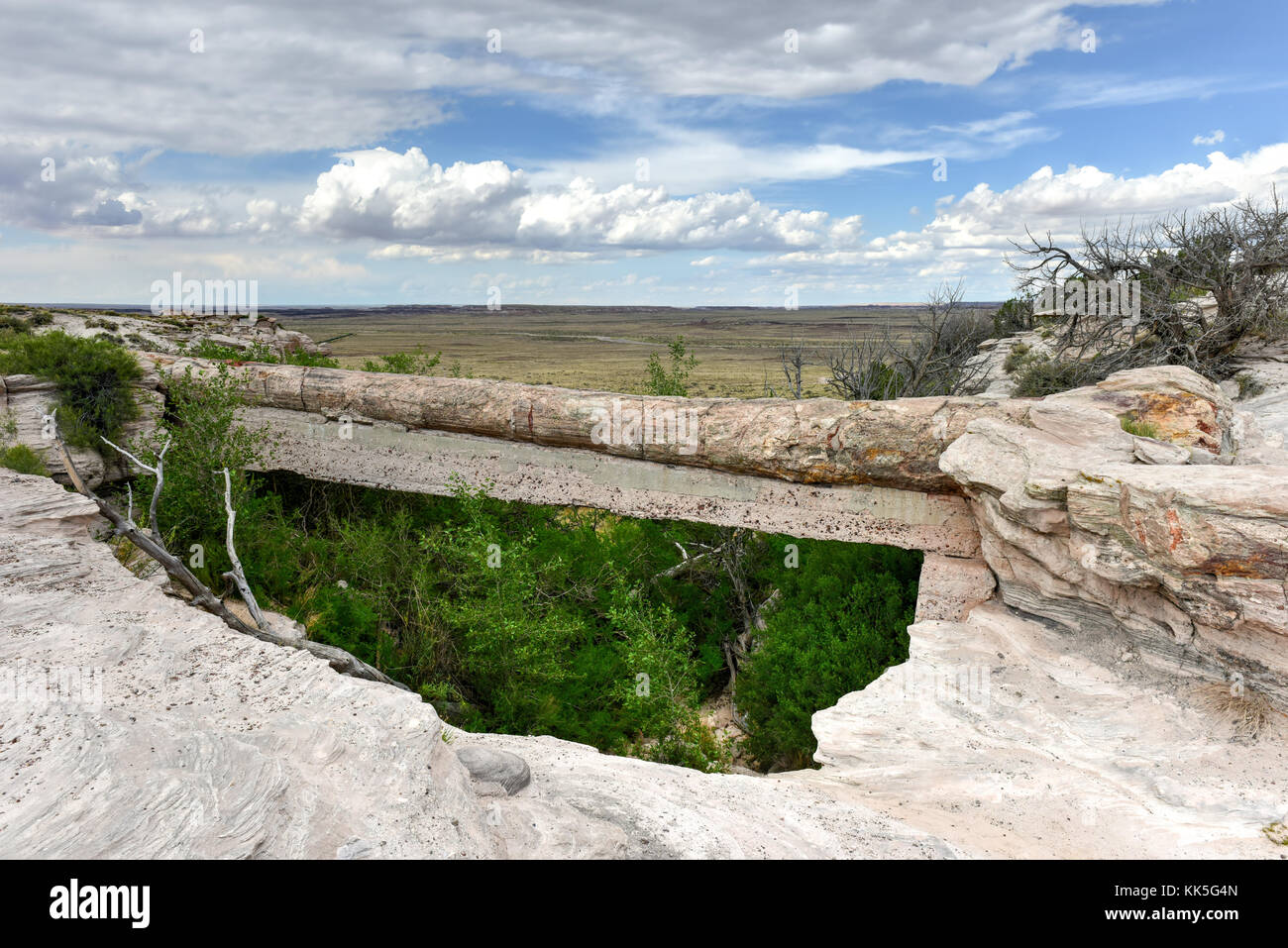 Achat Brücke in Petrified Forest National Park. Es ist ein versteinerter Baumstamm, überspannt eine Sandstein waschen. Stockfoto
