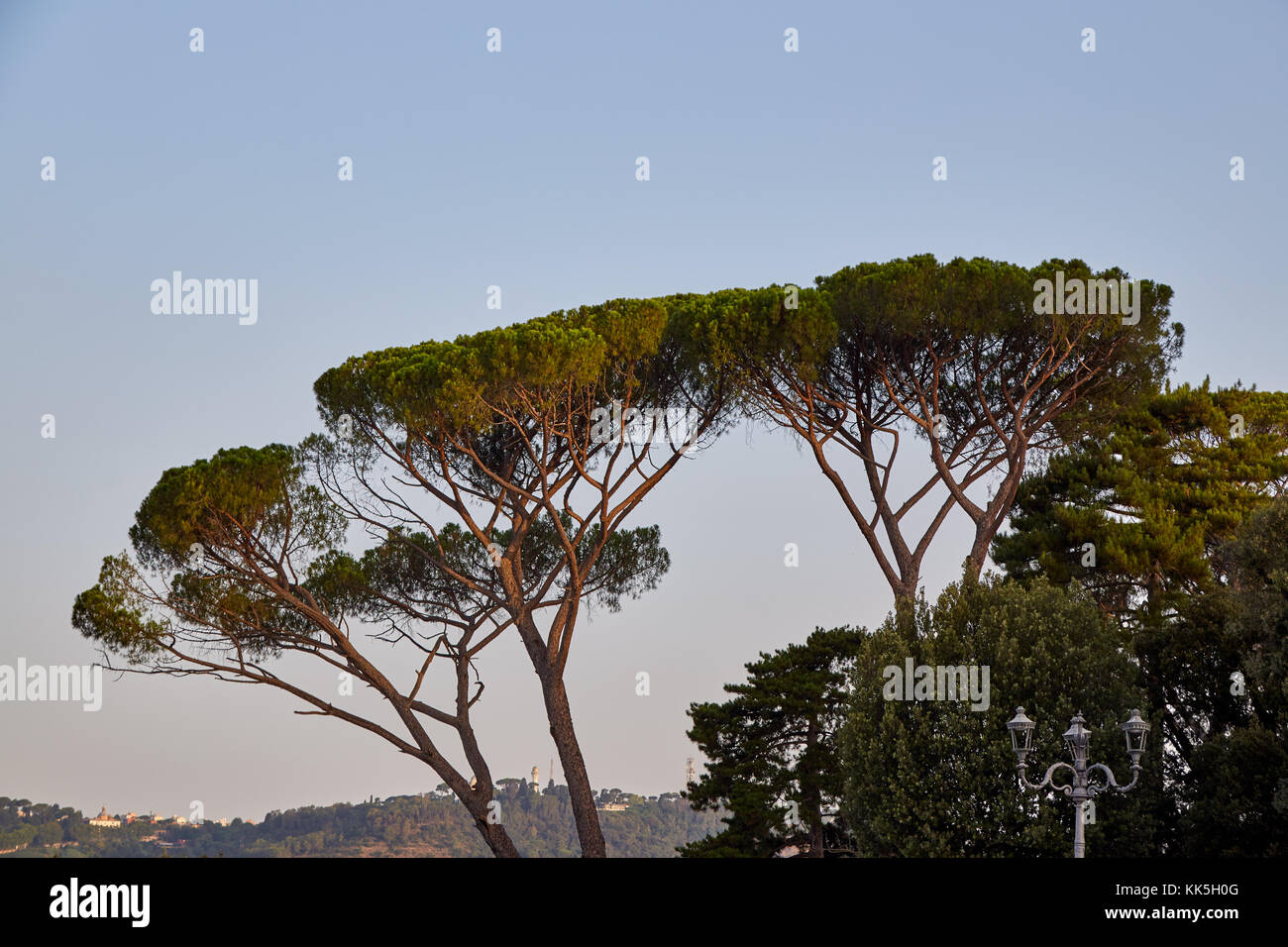 Italienische Pinie in Rom Sonnenbeschienenen vor dem Hintergrund der Abendhimmel Stockfoto