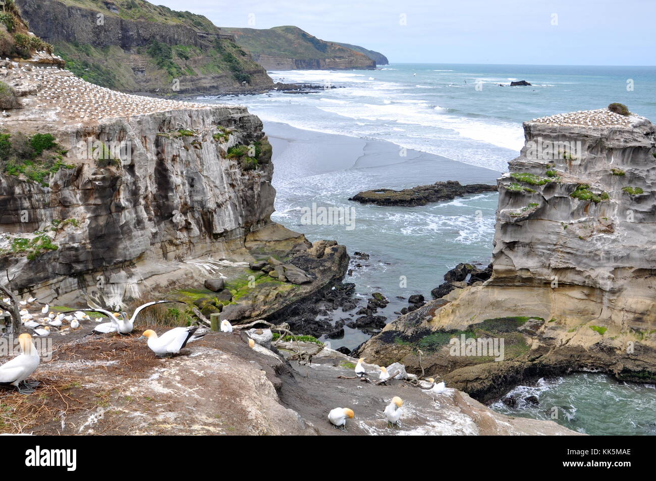 Australasian gannet Kolonie am muriwai Beach, North Island, Neuseeland Stockfoto