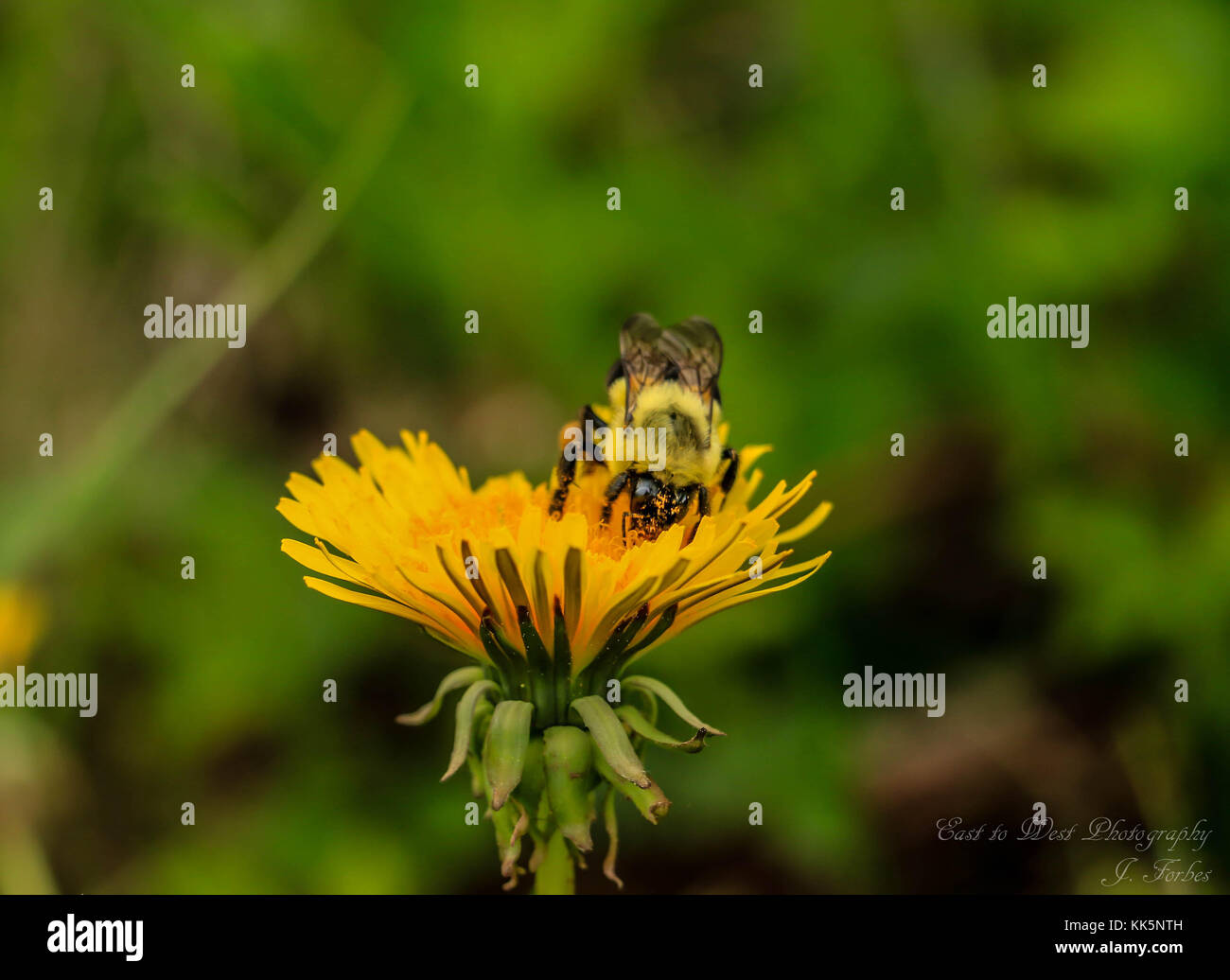 Eine Biene Sammlung Pollen Stockfoto