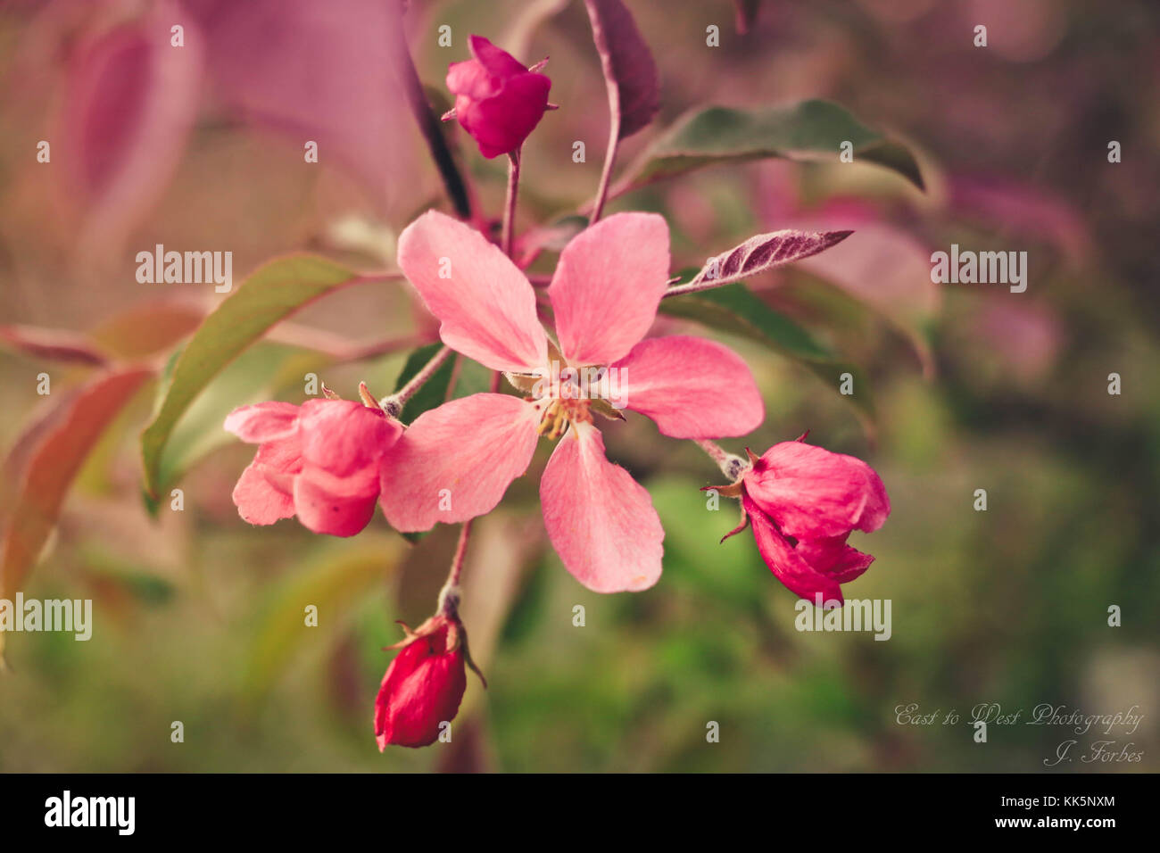 PInk Cherry Blossom art Blumen Stockfoto