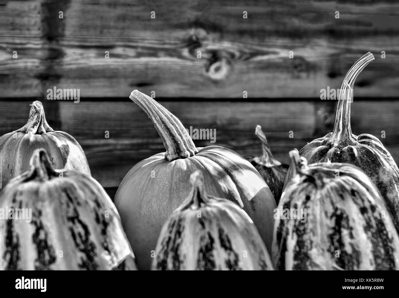 Thanksgiving Tag. Kürbis im Sonnenlicht closeup auf einem hölzernen Hintergrund. Schwarz abd Weiß Stockfoto