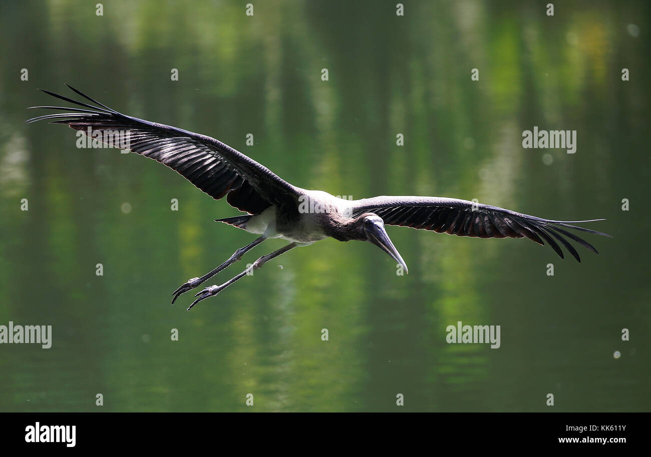 Vogel fliegen im Park in Kuala Lumpur, 24. Juli 2017. Stockfoto