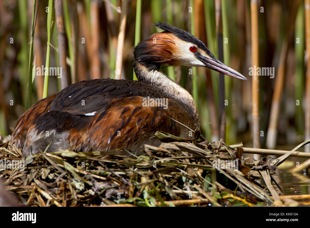 Größere Creek auf dem Nest Stockfoto