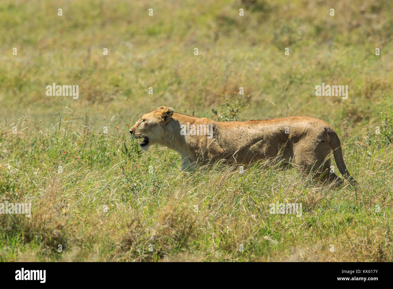 Afrikanische Goldkatze Stockfotos und bilder Kaufen Alamy