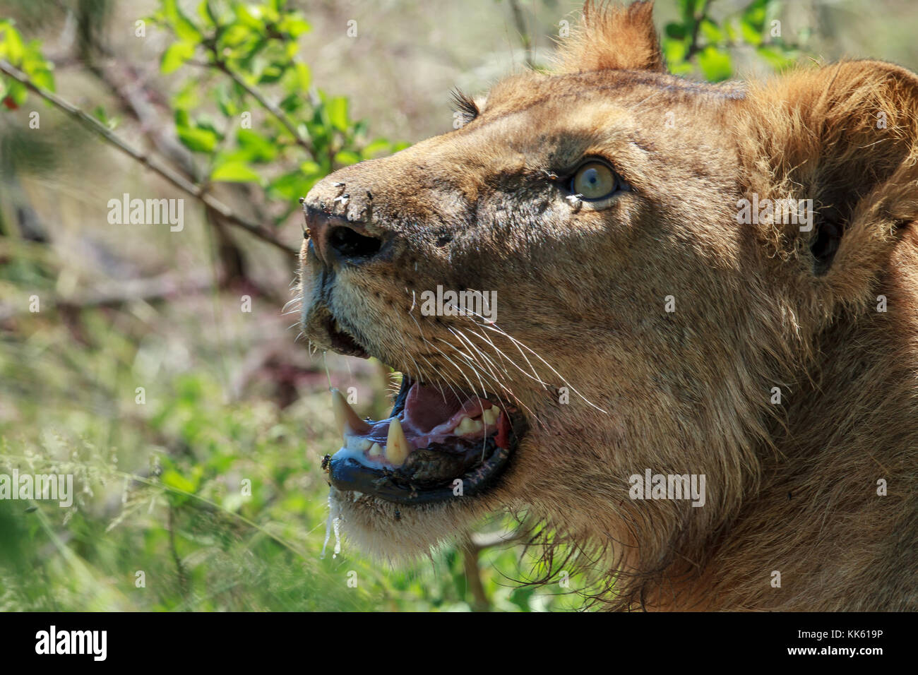 Ein afrikanischer Löwe Kinder schaut oben an der kreisende Geier als Es schützt ein Kill Stockfoto