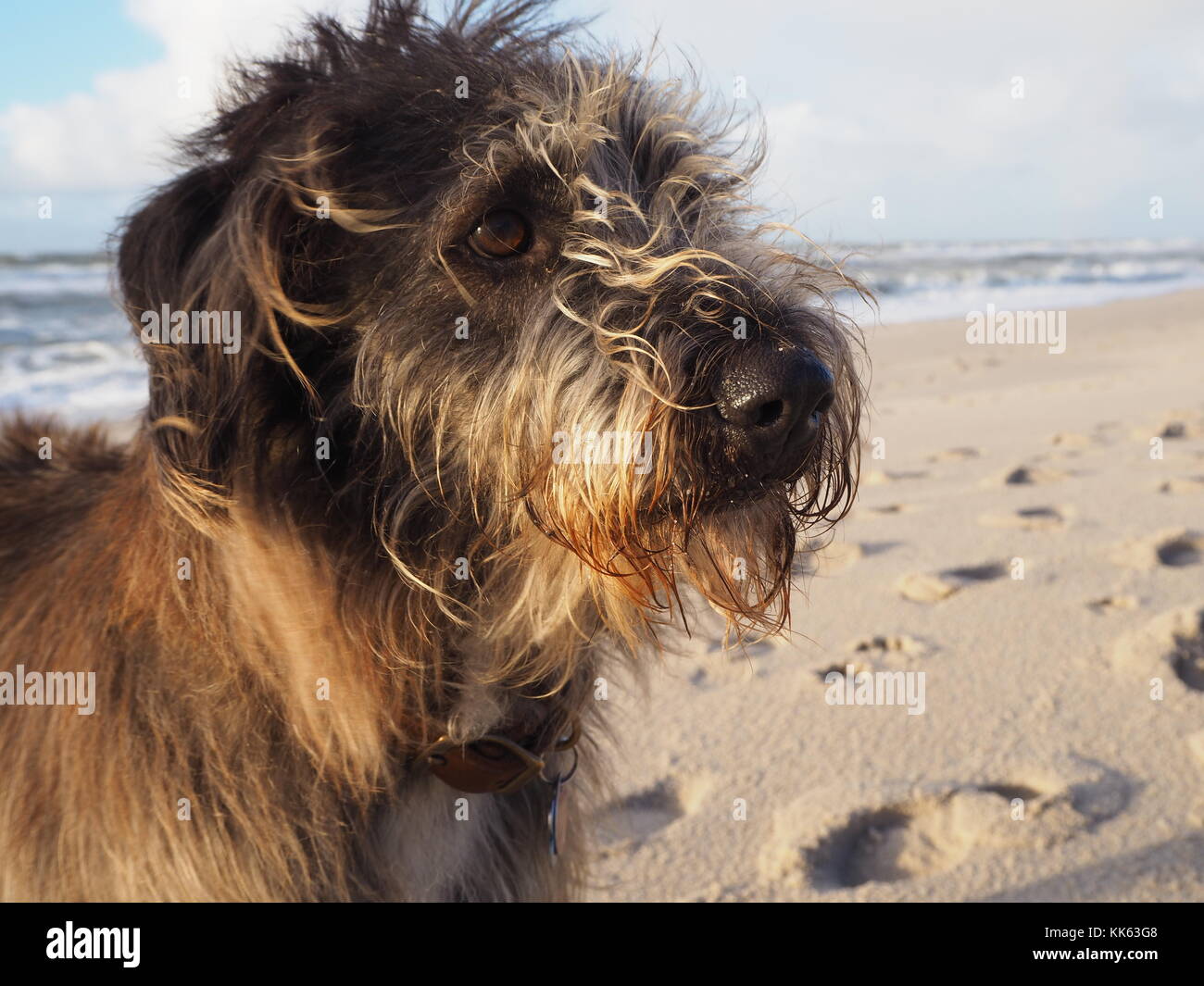 Porträt einer gemischten Rasse niedlichen Hund mit langen braunen Fell gegen Wind Stockfoto