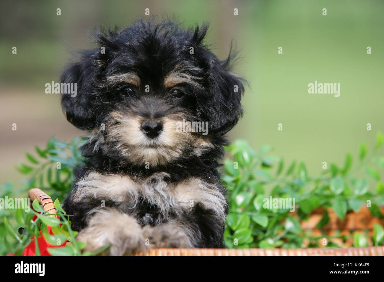Featured image of post Yorkie Poo Welpen