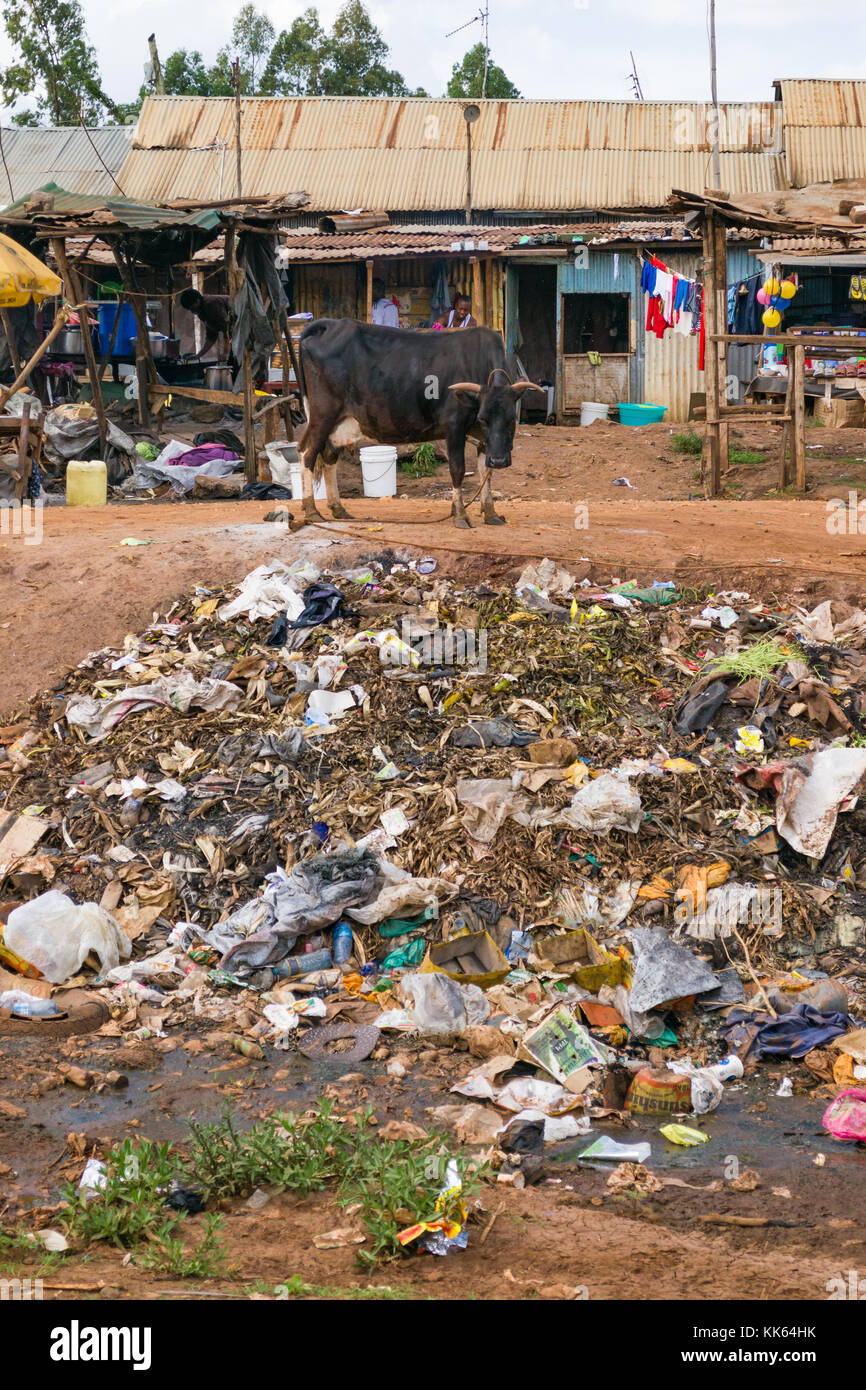 Eine Kuh Umfragen ein Haufen Müll für Essen außerhalb einer kleinen Hütte Gebäude in Githogoro Slum, Kenia, Ostafrika Stockfoto