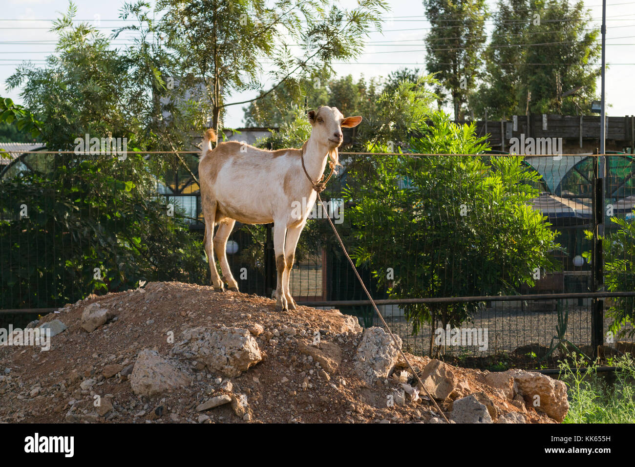Eine Ziege (Capra aegagrus hircus) mit Seil Leine steht auf einem Hügel von Schmutz am Straßenrand, Githogoro Kenia Stockfoto