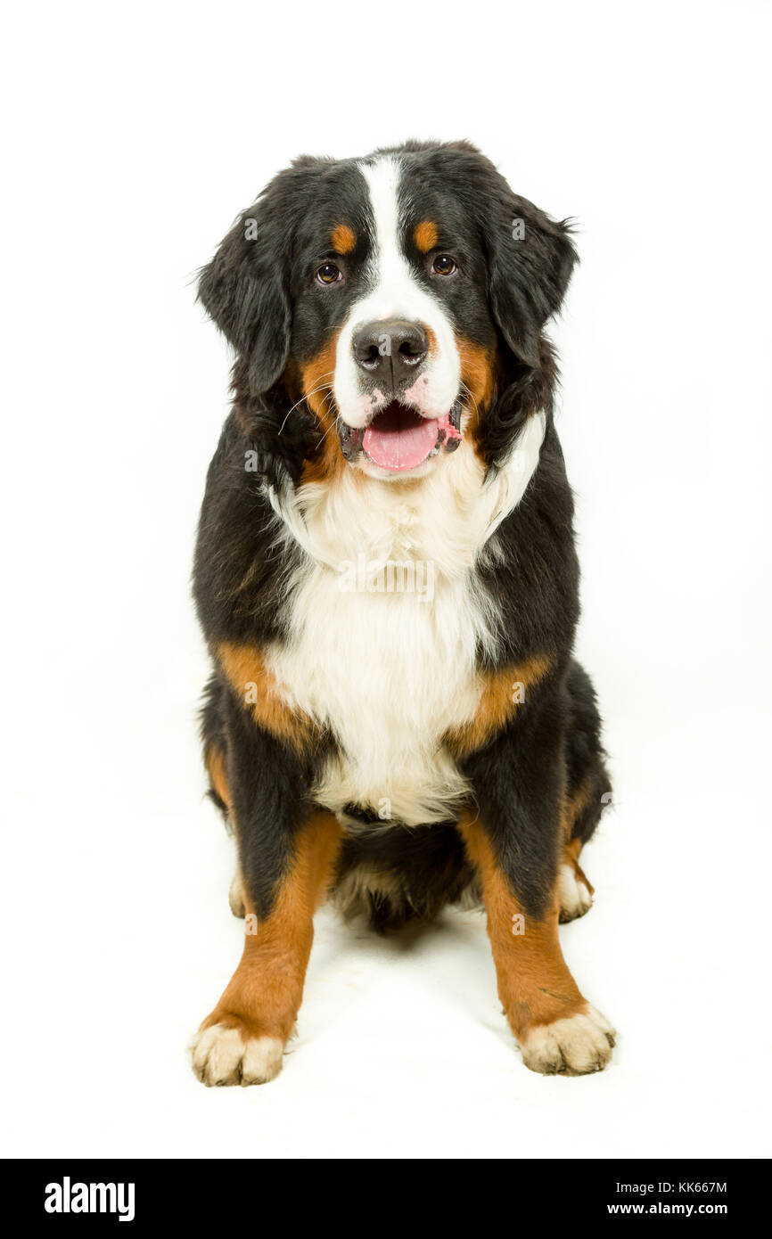 Berner Sennenhund auf weißem Hintergrund Stockfoto