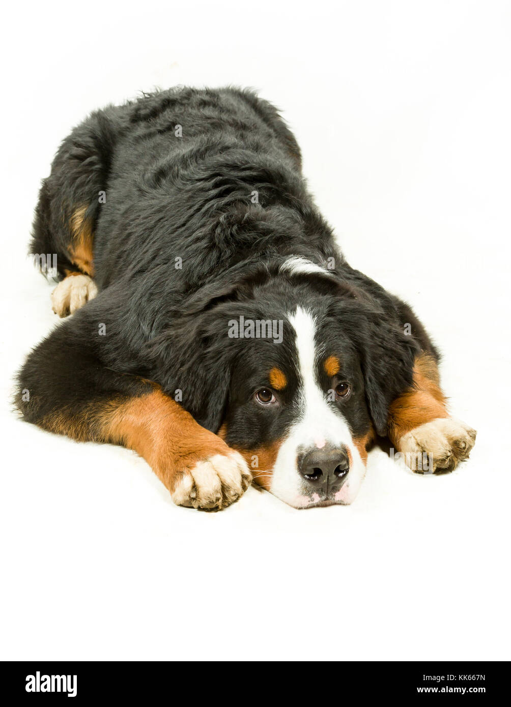 Berner Sennenhund auf weißem Hintergrund Stockfoto