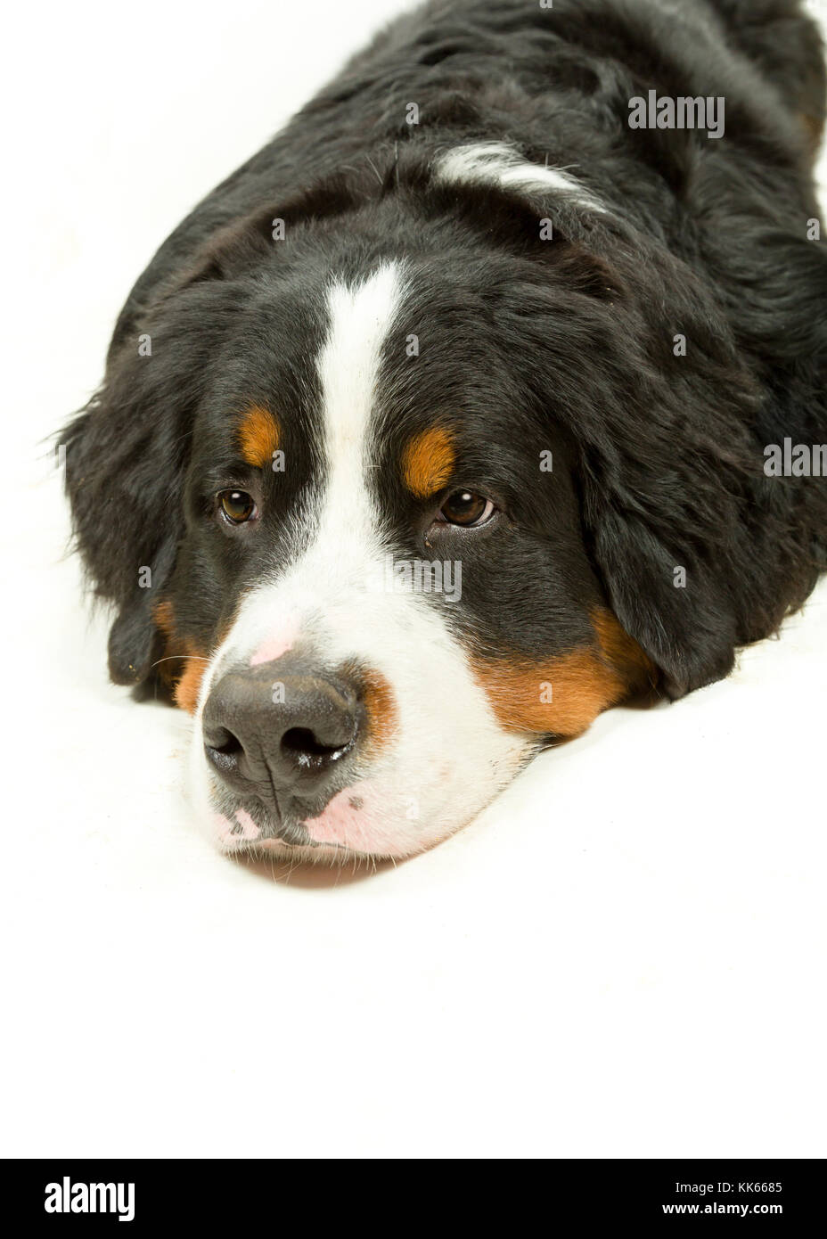 Berner Sennenhund auf weißem Hintergrund Stockfoto