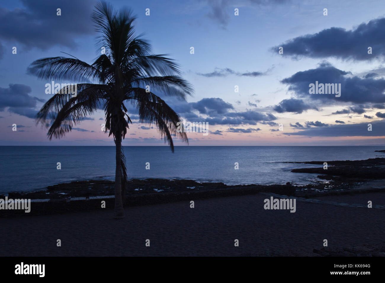 Palme, Costa Teguise, Lanzarote, Spanien Stockfoto