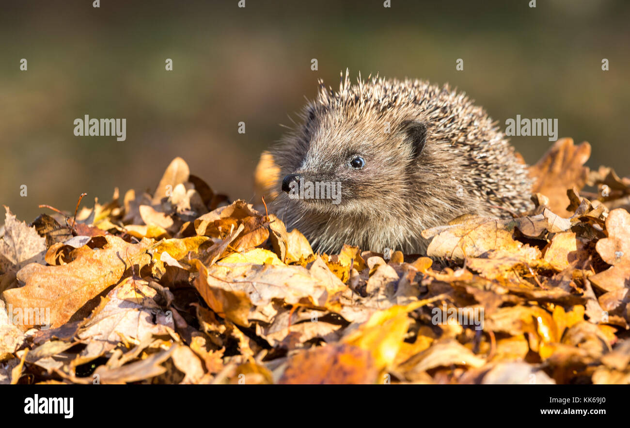 Igel, wilder, einheimischer Igel saß auf goldbraunen Herbstblättern Stockfoto