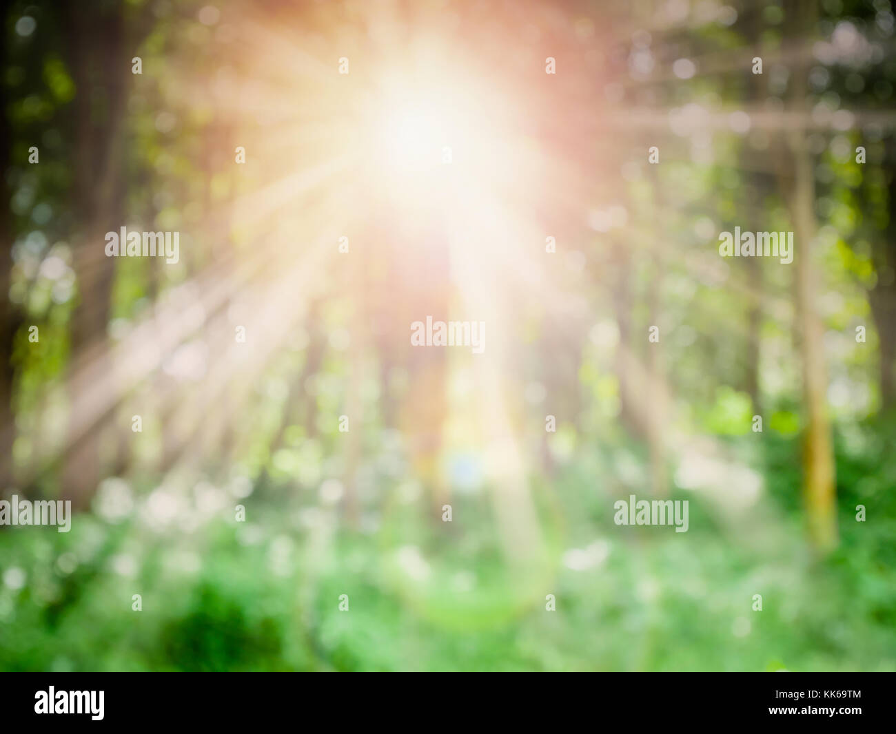 Natürlich grüne Landschaft mit sonnigen Morgen foreste Hintergrund Hintergrund Stockfoto