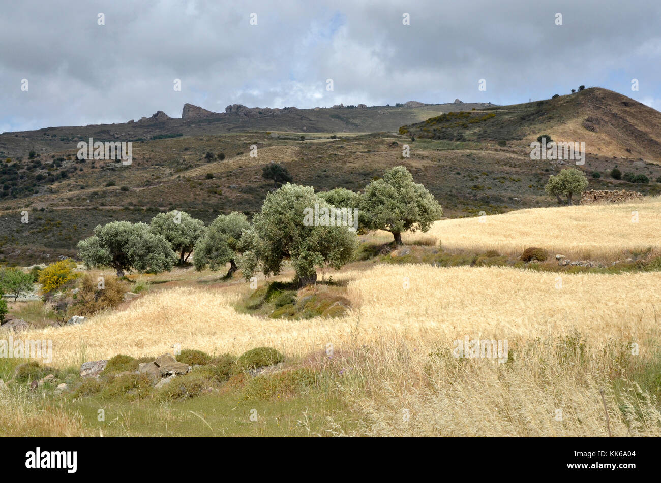 Die wilde und zerklüftete Landschaft des akamas Naturschutzgebiet Paphos Zypern mit Olivenbäumen und kleine Felder von Weizen schwierige Landwirtschaft, Stockfoto