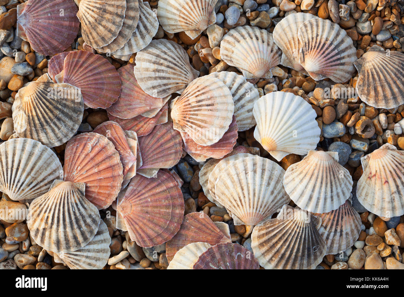 Jakobsmuscheln auf Kiesstrand, Deal, Kent, England, Vereinigtes Königreich, Europa Stockfoto