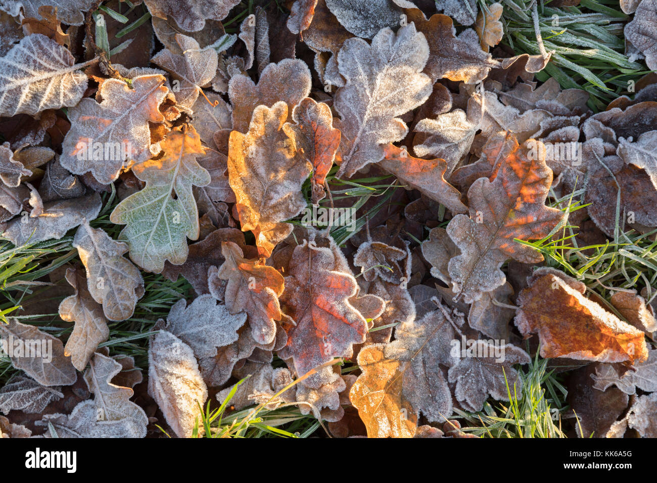Frostbedeckte Eichenblätter auf dem Boden am Wintermorgen, Burwash, East Sussex, England, Vereinigtes Königreich, Europa Stockfoto