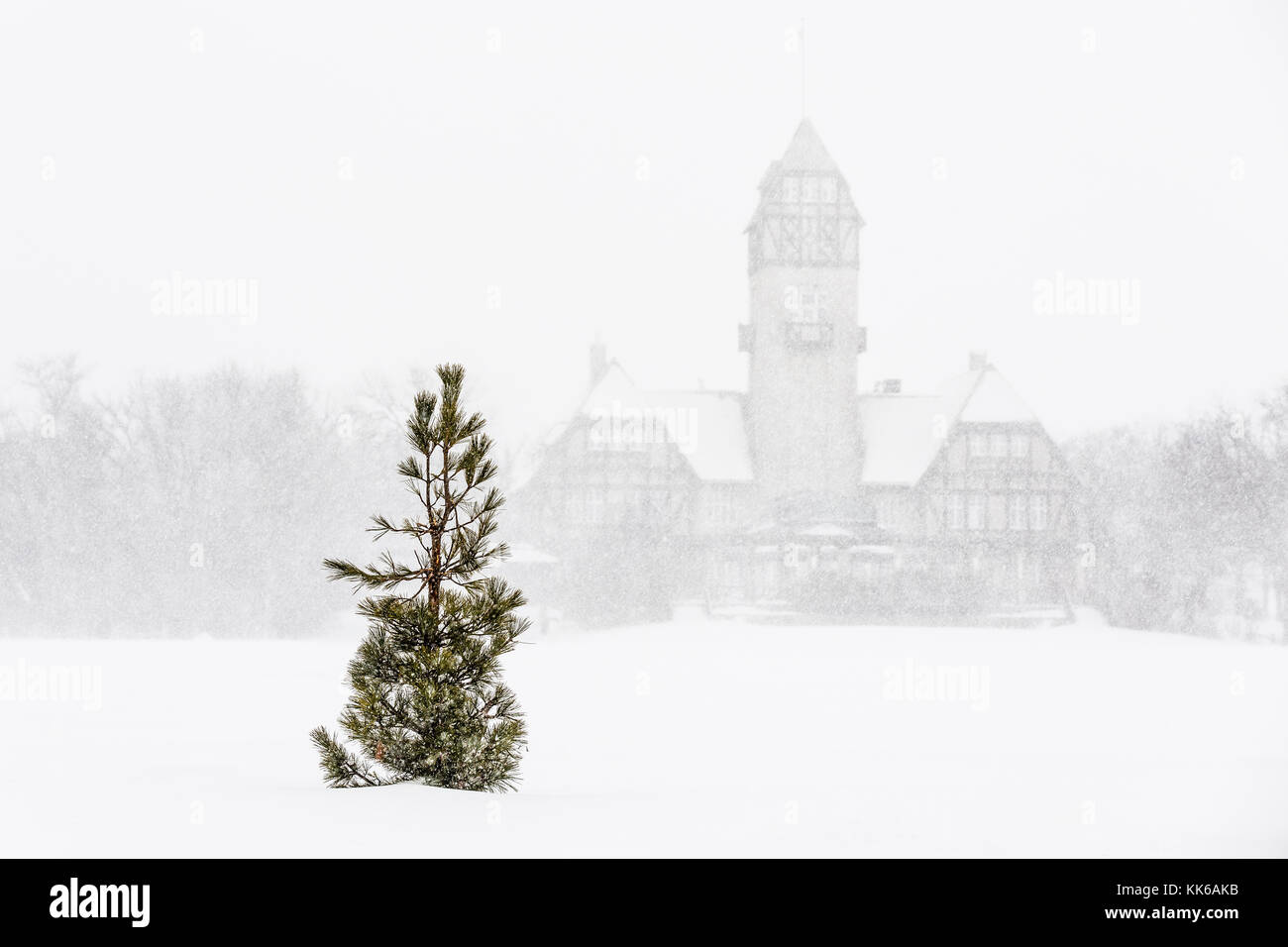 Lone Pine Tree im Schneesturm, Assiniboine Park, Winnipeg, Manitoba, Kanada. Stockfoto