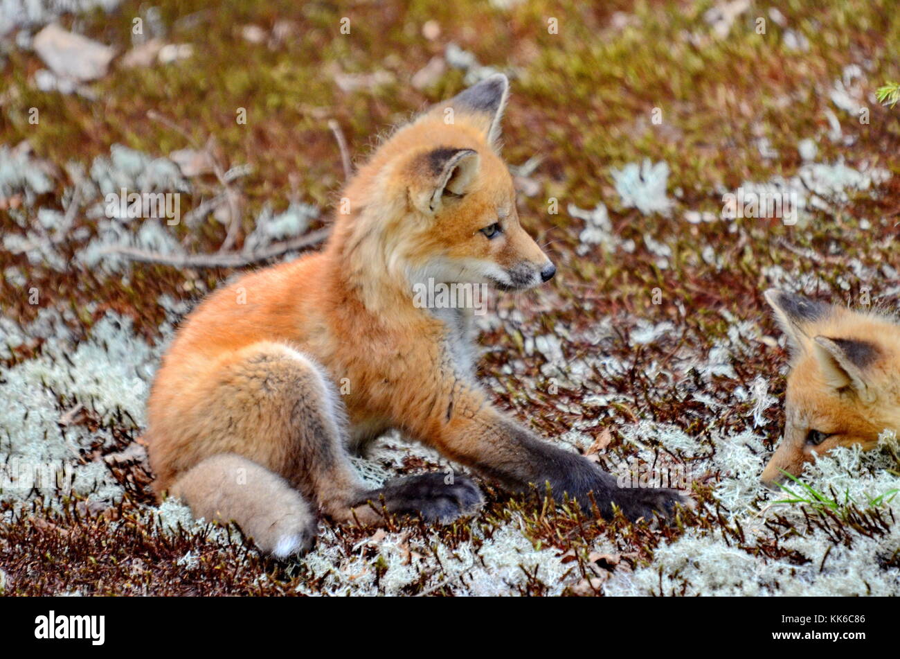 Red fox Kits in der Wüste Stockfoto