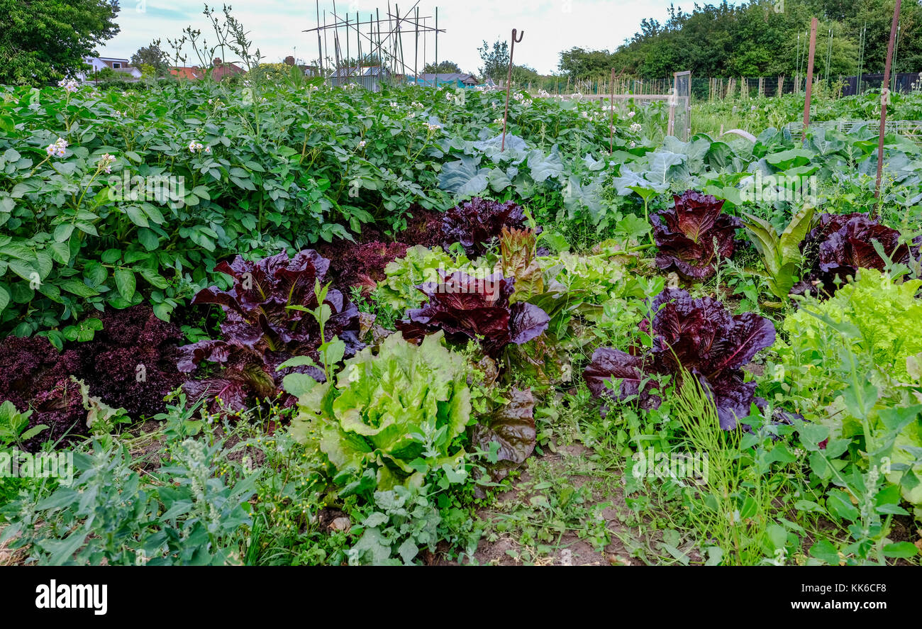 Salat und Kartoffeln wachsen im Gemüsegarten. Sommer erschossen am Boden berücksichtigt. Stockfoto