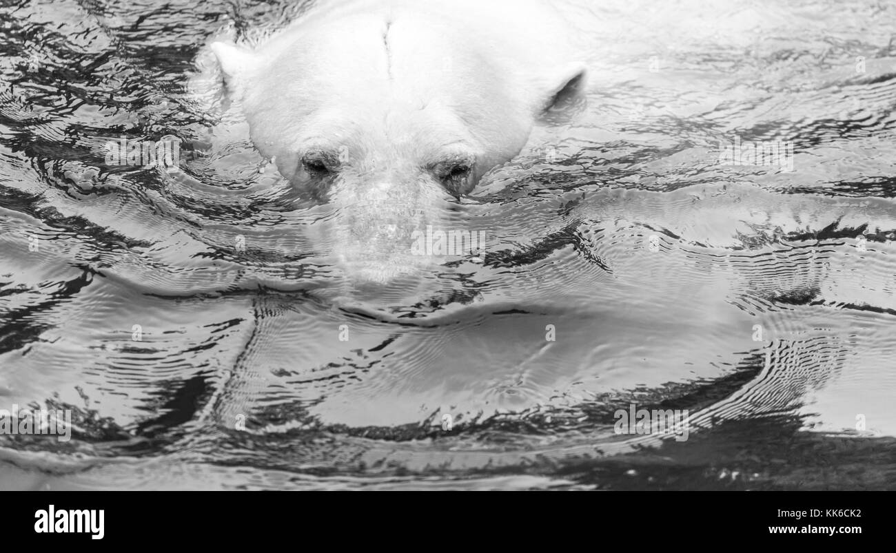 Eisbär (Ursus maritimus) Stockfoto