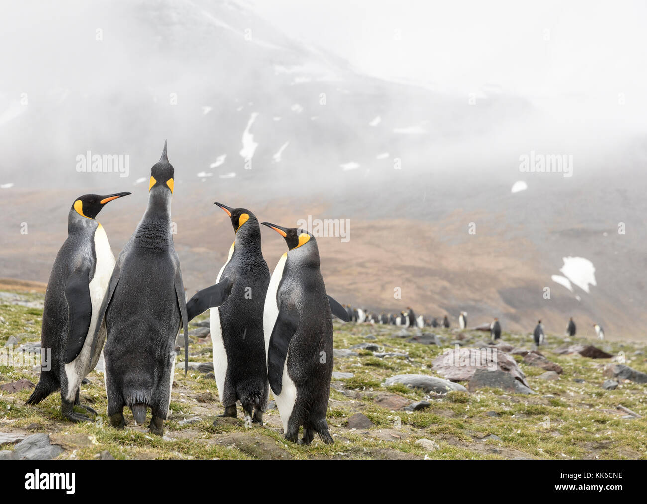 Gruppe von Königspinguinen im Regen und Nebel, St. Andrew's Bay, South Georgia Island Stockfoto