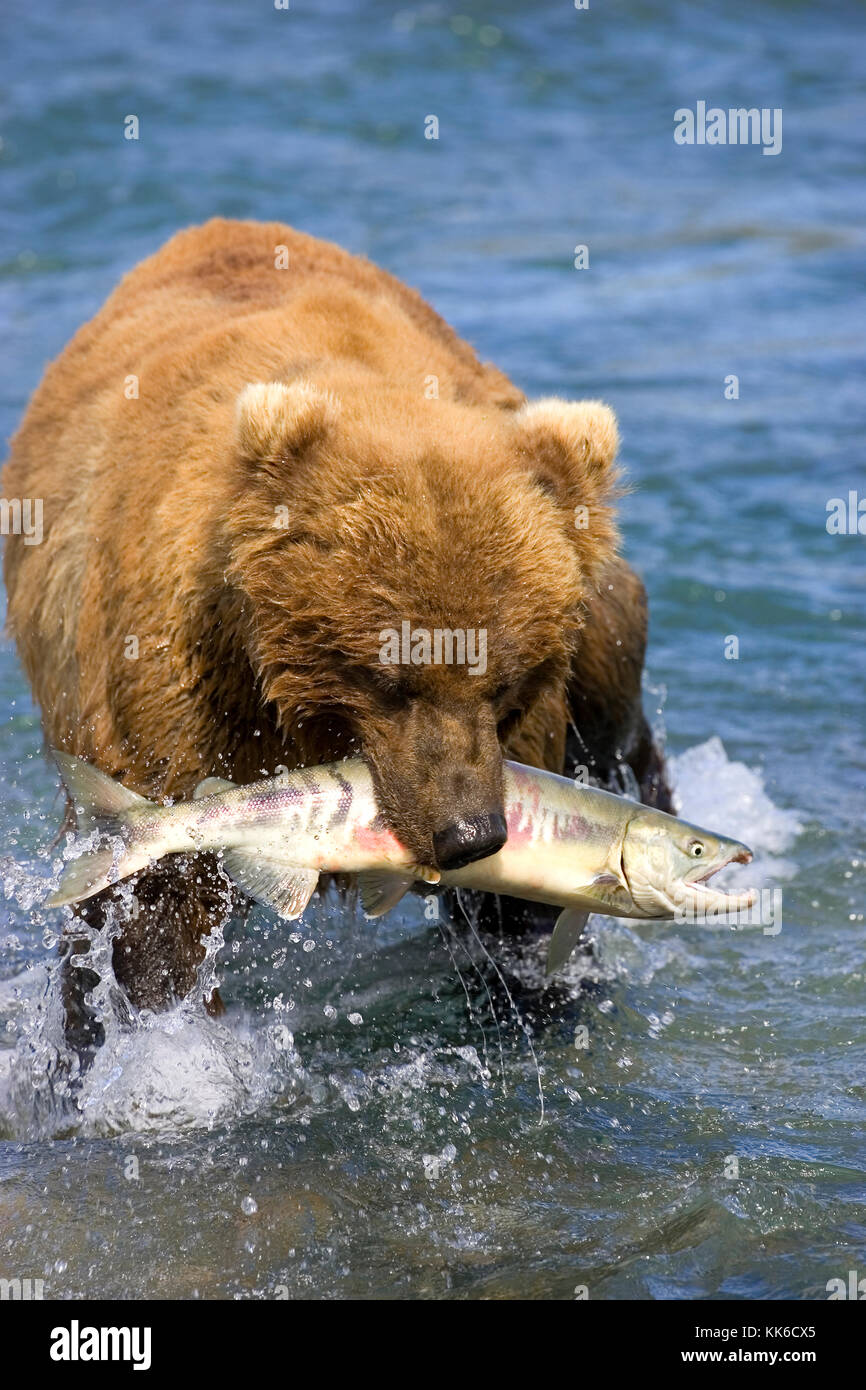 Braunbär (Ursus arctos) mit einem Lachs in den Mund, dass es bei den Wasserfällen, mcneil River Falls, mcneil River State Game Sanctuary gefangen Stockfoto