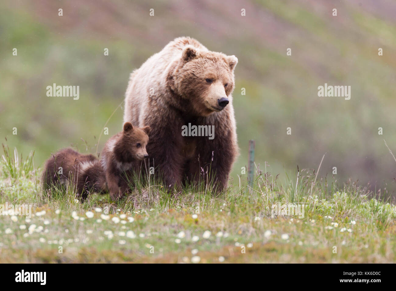 Grizzly Bear (Ursus arctos) zwei Jungen des Jahres spielen mit jeder anderen unter dem Schutz der Gottesmutter in Thorofare, Denali National Park Stockfoto