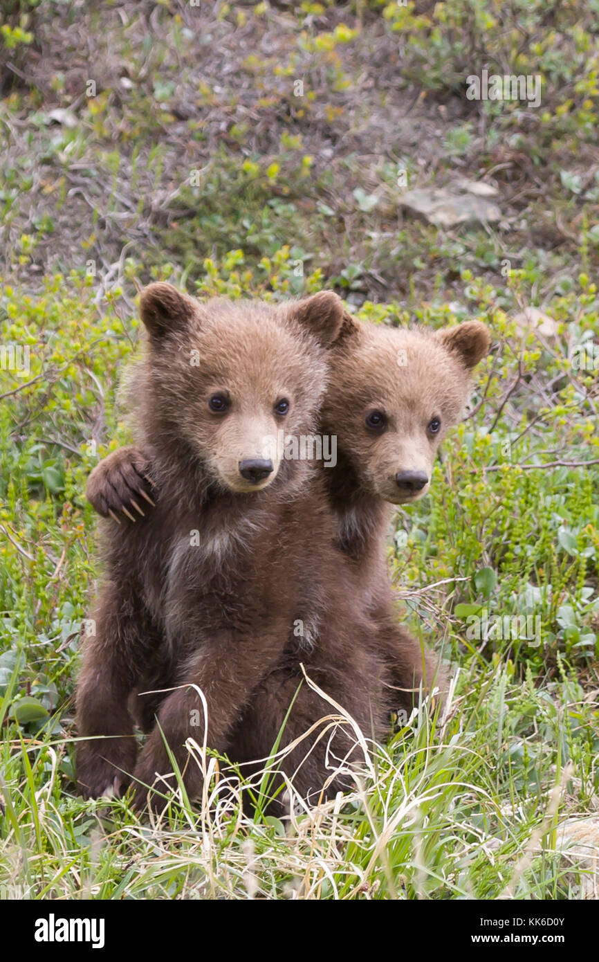 Grizzly Bear (Ursus arctos) zwei Jungen des Jahres spielen mit jeder anderen unter dem Schutz der Gottesmutter in Thorofare, Denali National Park Stockfoto