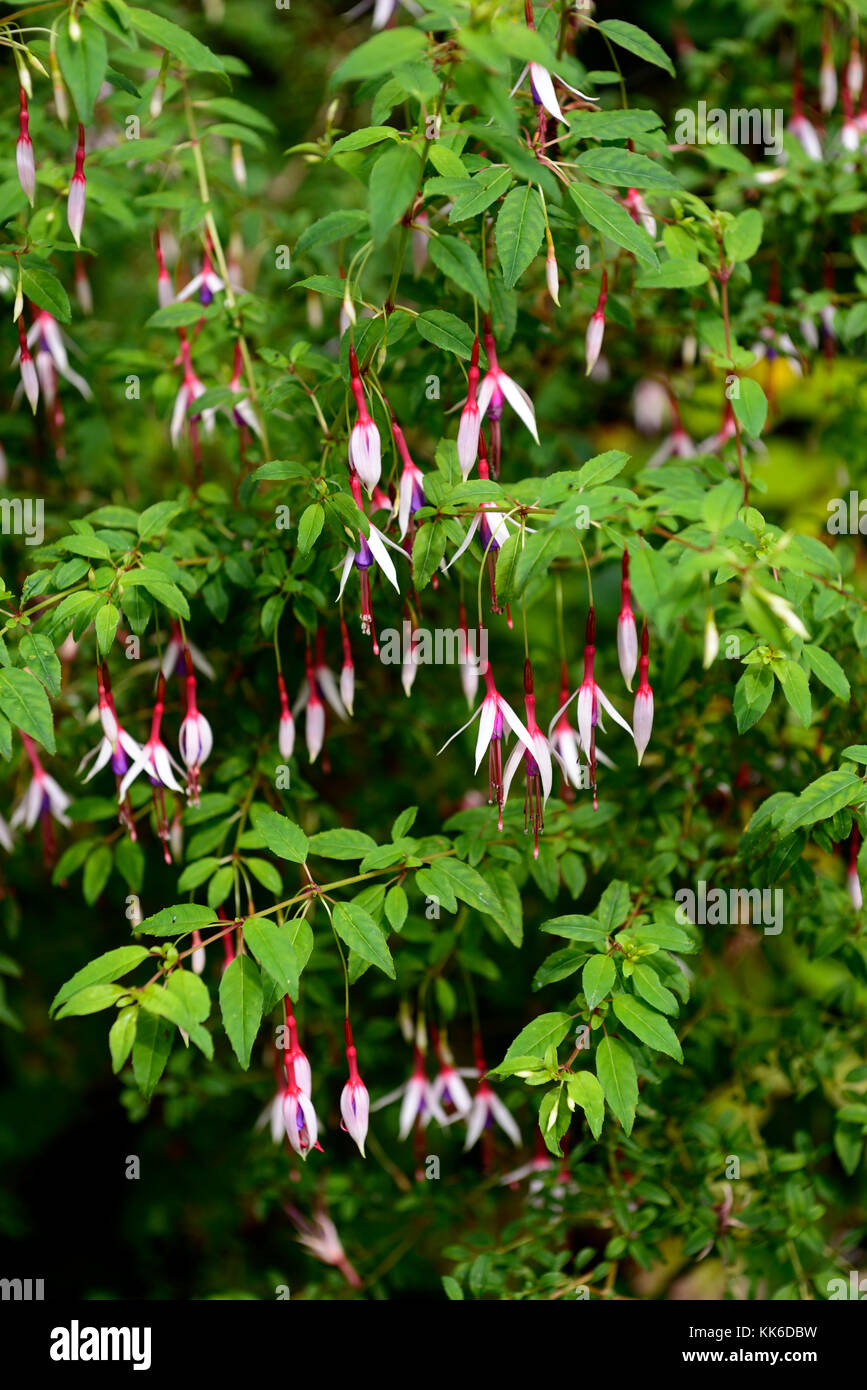 Fuchsia magellanica Lady Speck, Hardy, Fuchsia, Fuchsien, Strauch, Sträucher, Rot, Weiß, Lila, Blumen, Blume, Blüte, Garten, Gärten, RM Floral Stockfoto