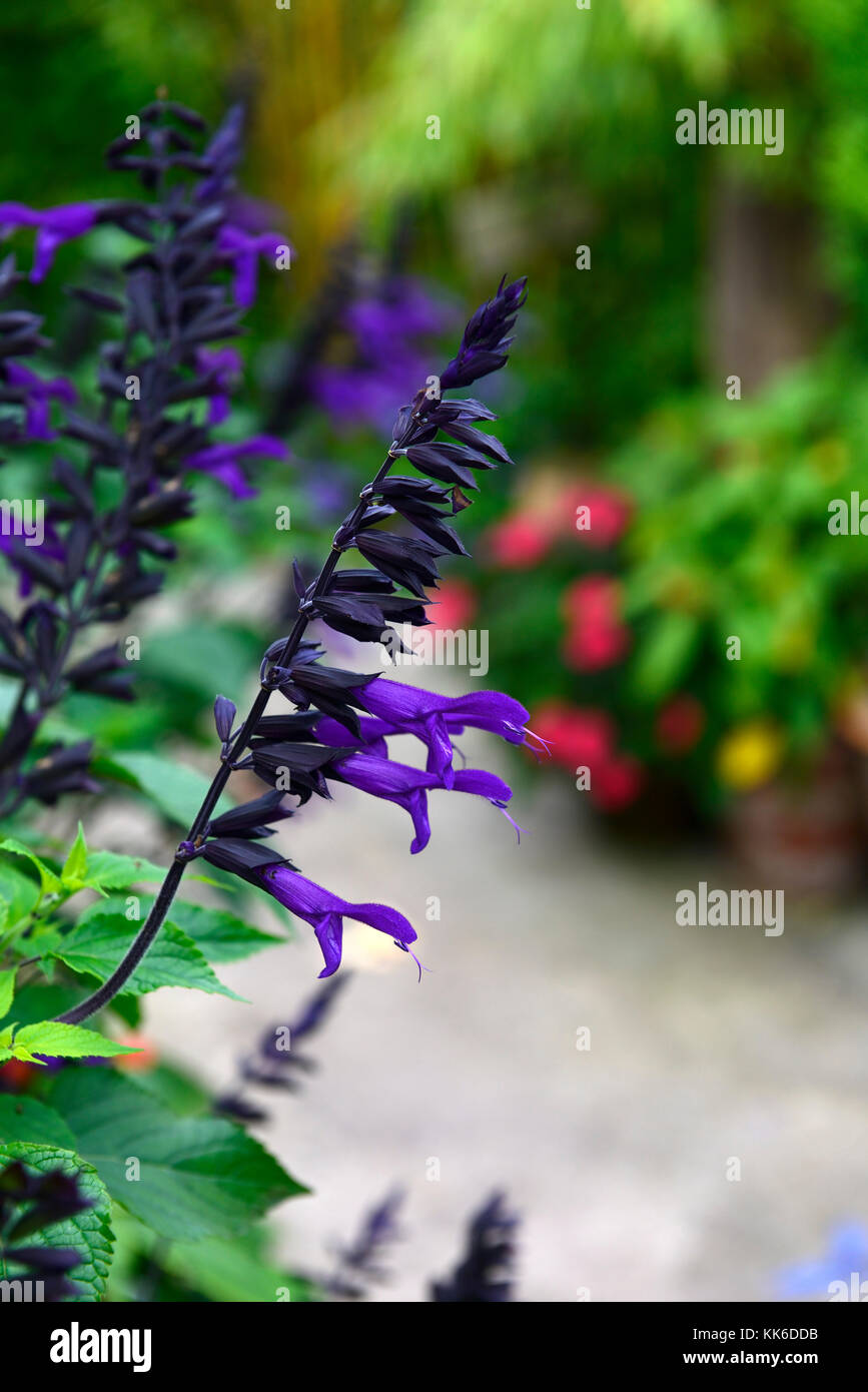 Blumen salbei Fotos und Bildmaterial in hoher Auflösung Alamy