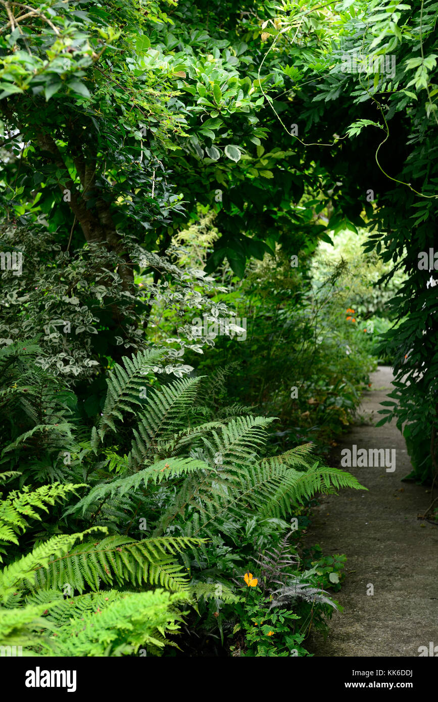 Farn, Farne, Holz, Wald, Schatten, Schatten, Pflanzen, Pflanze, Blätter, Wedel, Laub, Garten, Garten, Gartenarbeit, Pfad, Geheimnis, geheimnisvoll, RM Floral Stockfoto