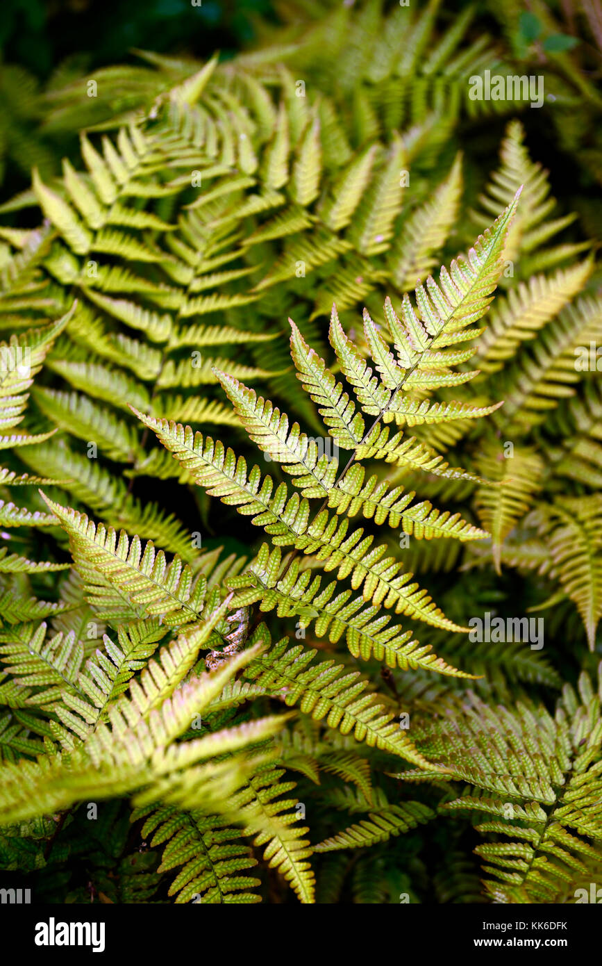 Dryopteris Erythrosora var prolifica, Lacy herbst Farn, reiche Kupfer Abschirmung Farn, Farne, Holz, Wald, Schatten, Schatten, Pflanzen, Pflanze, Blätter, Wedel, Laub, Stockfoto
