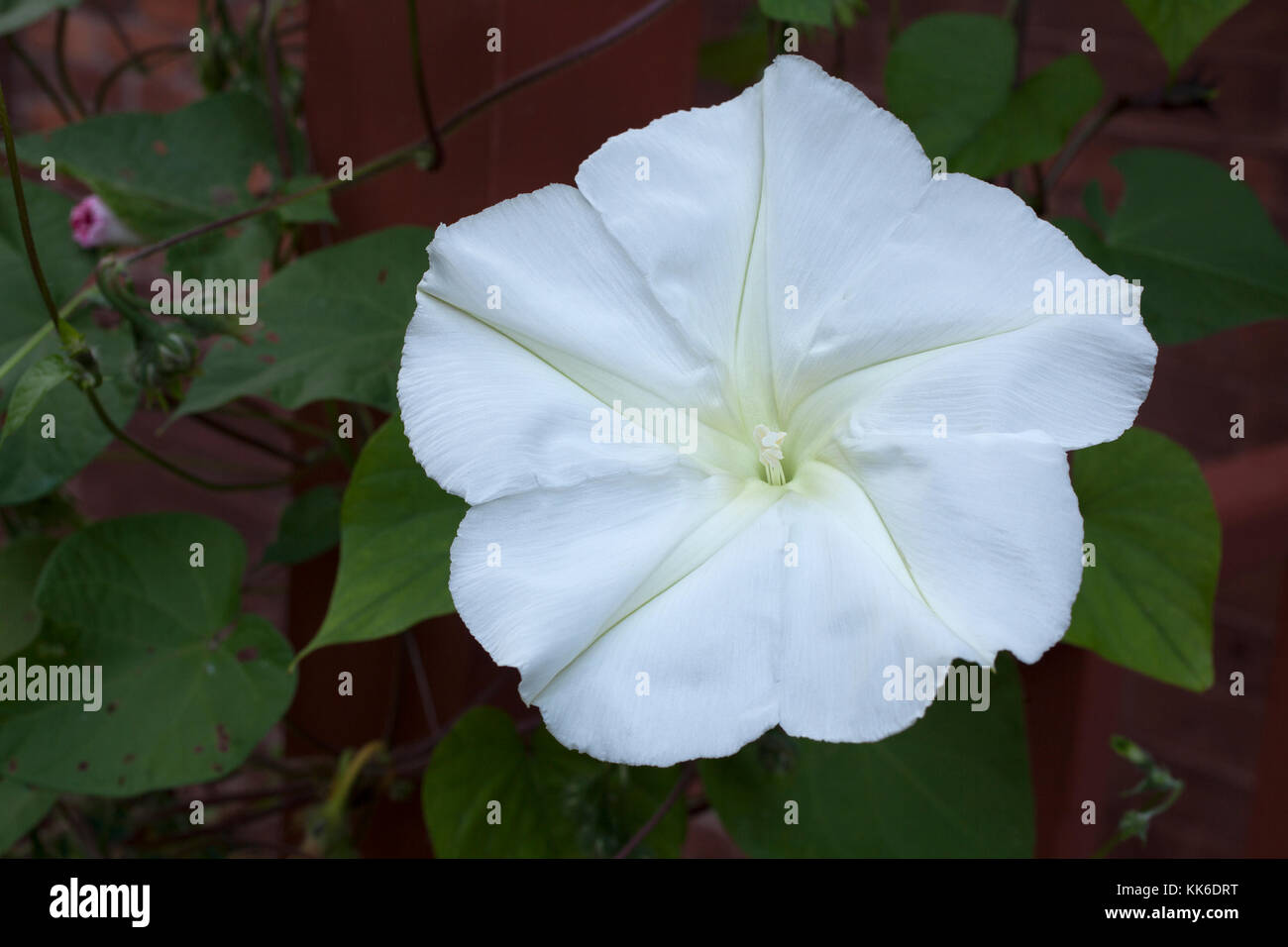 Moonflower vine in der Blüte im frühen Abend. Hinweis morning glory Blume ist im Hintergrund geschlossen. Stockfoto