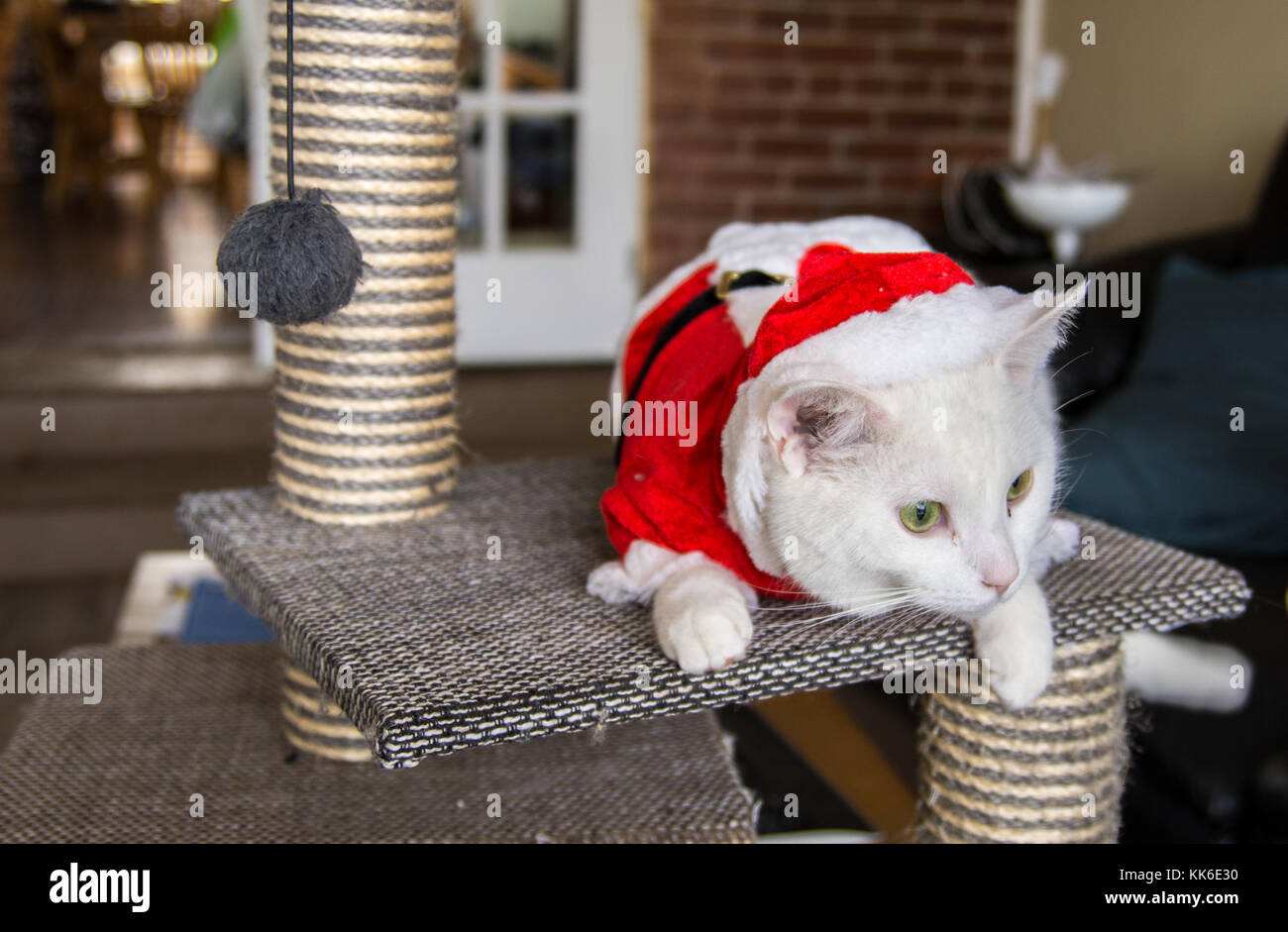 Weihnachten Katze mit roten und weißen Santa Hut Stockfoto